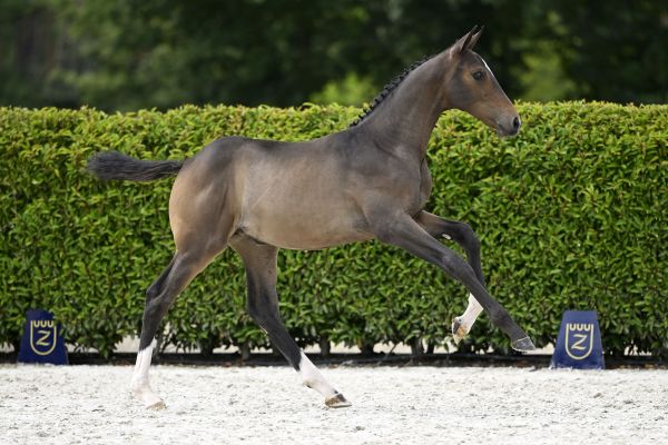 Zangersheide Online Auction - Foals Sired by Zangersheide Zangersheide Online Auction - Foals Sired by Zangersheide